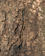 Scolopendra japonica