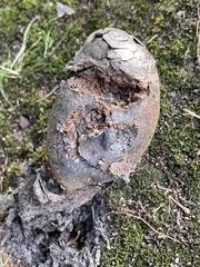 Pisolithus