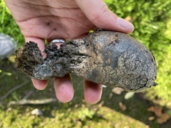 Pisolithus