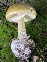 Amanita phalloides