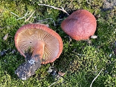 Lactarius