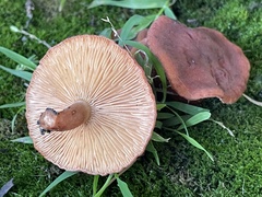 Lactarius