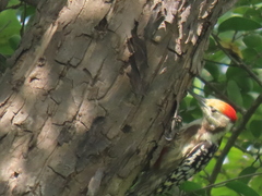 Leiopicus mahrattensis