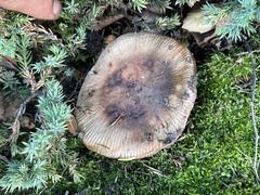Russula cerolens