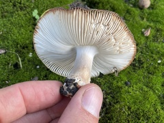 Russula cerolens