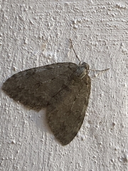 Epirrita dilutata
