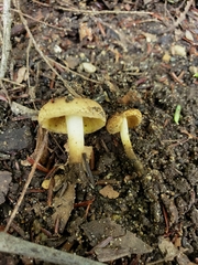 Inocybe luteifolia