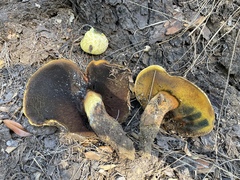 Buchwaldoboletus sphaerocephalus
