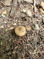 Inocybe luteifolia
