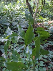 Beilschmiedia erythrophloia