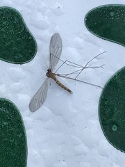Trichocera annulata