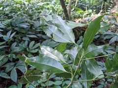 Beilschmiedia erythrophloia