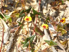 Platylobium triangulare