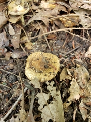 Inocybe luteifolia