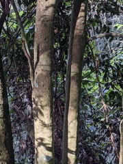 Beilschmiedia erythrophloia