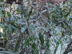 Beilschmiedia erythrophloia