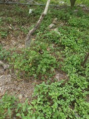 Papilio nephelus chaonulus