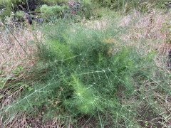 Anethum foeniculum image