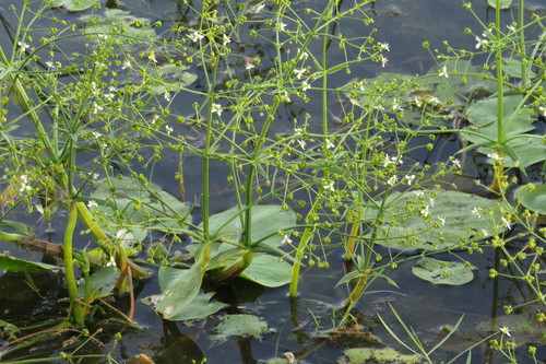 Albidella oligococca (Albidella oligococca)