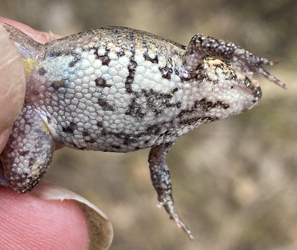 Rattling Froglet (Frog Watch Oyster Harbour Catchment) · iNaturalist