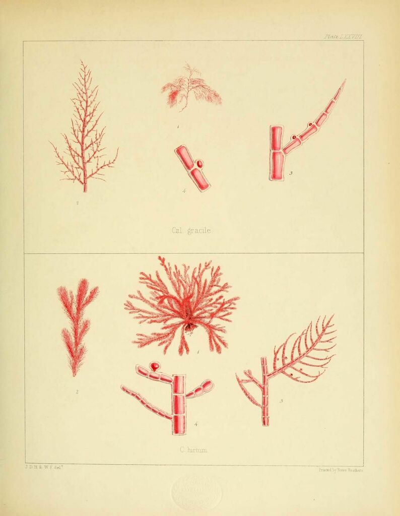 Pleonosporium hirtum