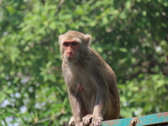 Macaca mulatta