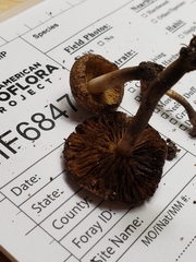Inocybe luteifolia