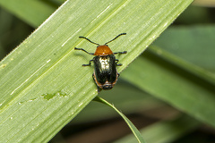Aporocera