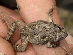 Crinia pseudinsignifera