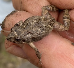 Crinia pseudinsignifera