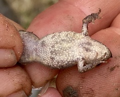 Crinia pseudinsignifera