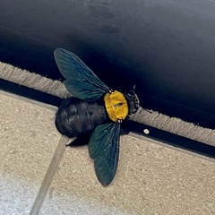Xylocopa aestuans