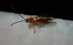 Theronia