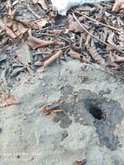 Tarbinskiellus portentosus