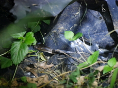 Cryptophis nigrescens