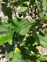 Xylocopa tranquebarorum