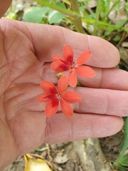 Freesia laxa