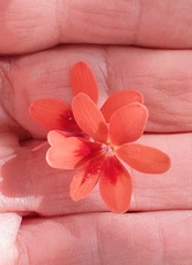 Freesia laxa