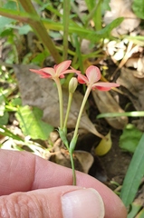 Freesia laxa