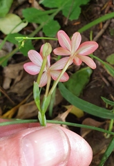 Freesia laxa