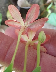 Freesia laxa