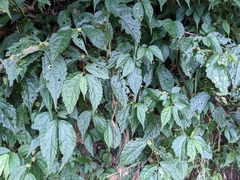 Elatostema cyrtandrifolium
