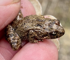 Crinia pseudinsignifera