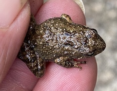 Crinia pseudinsignifera