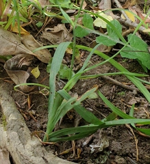 Freesia laxa