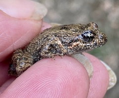 Crinia pseudinsignifera