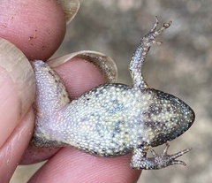 Crinia pseudinsignifera