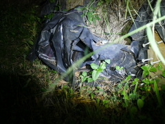 Cryptophis nigrescens