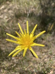 Microseris scapigera