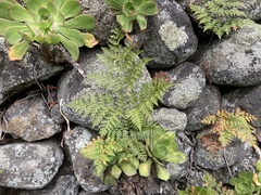 Davallia canariensis